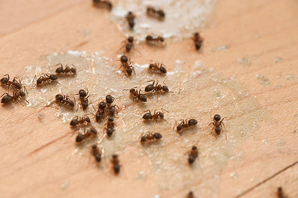 Best Pest Prevention Services  in Pleasant View, TN